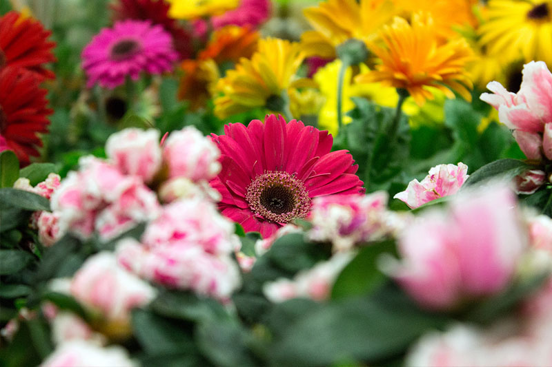 Un giardino firmato Coop