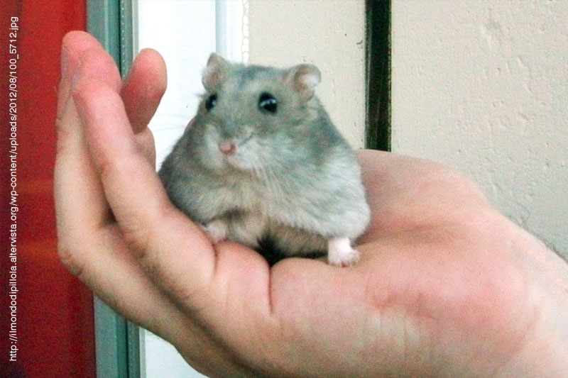 Il criceto parla russo