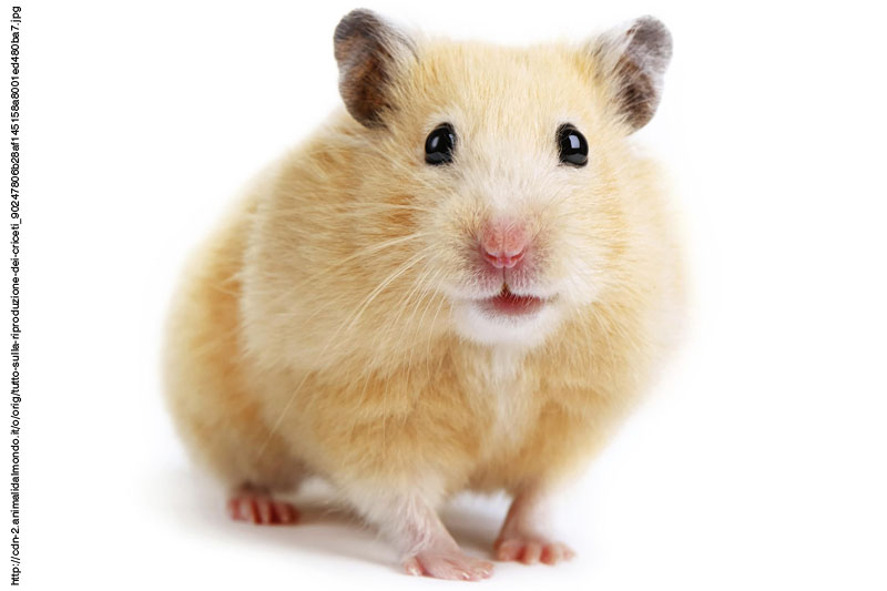 Il criceto parla russo