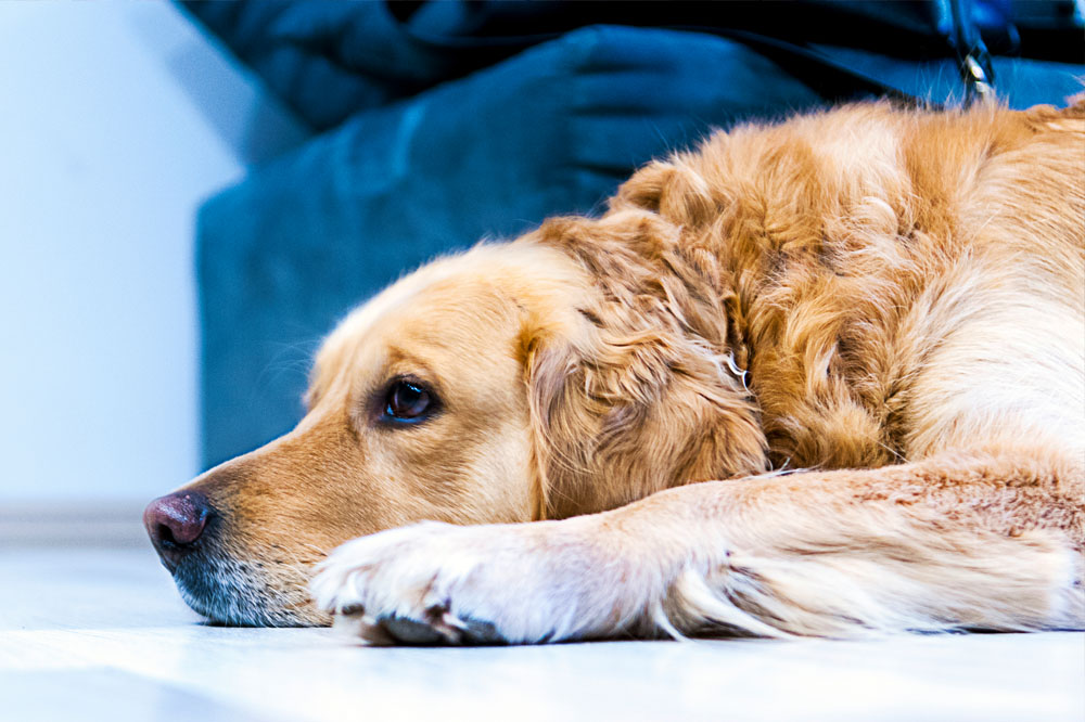 Se scappa la pipì a Fido