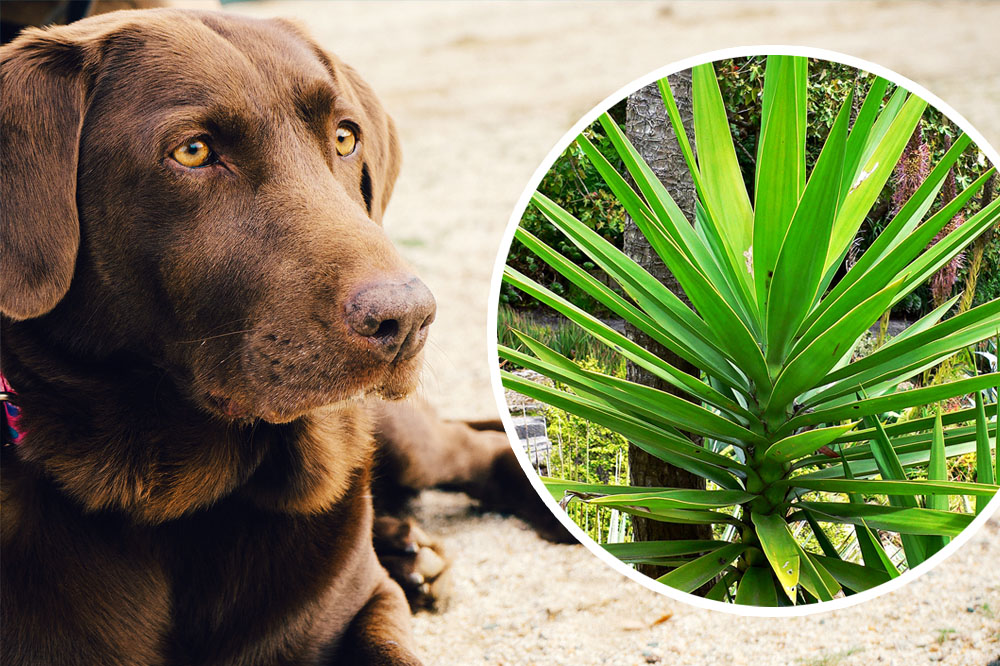 La forza della Yucca