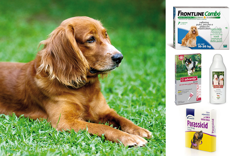 Sei proprio una zecca