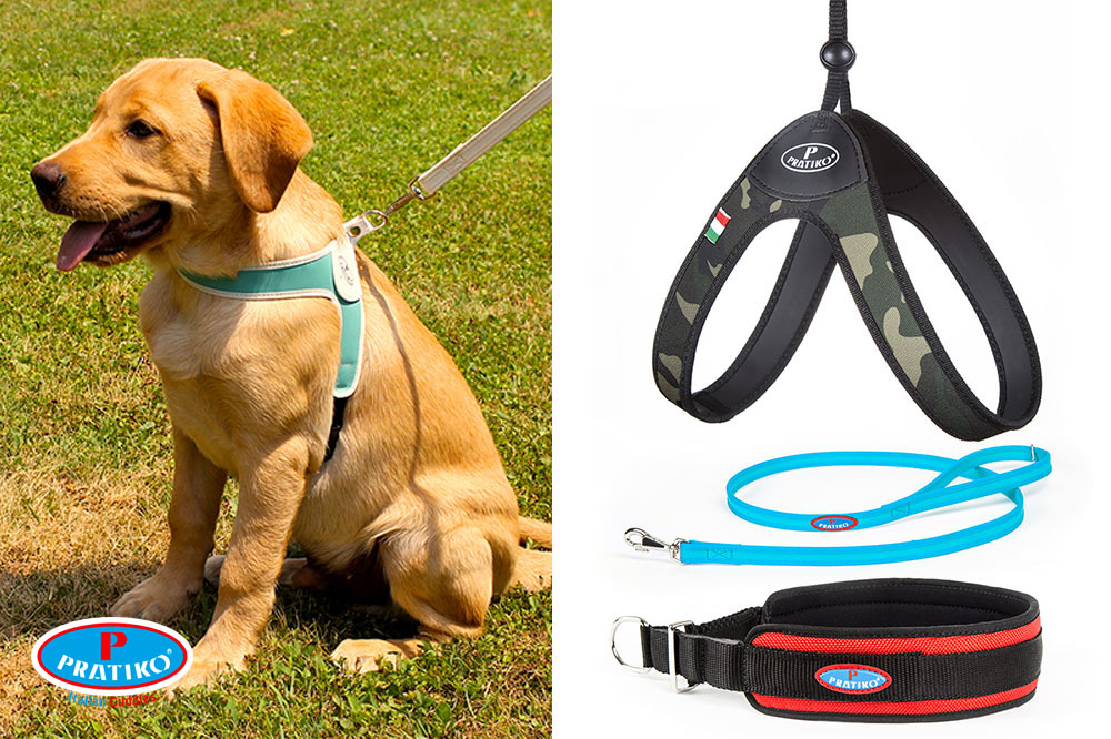 Prendi il collare e andiamo