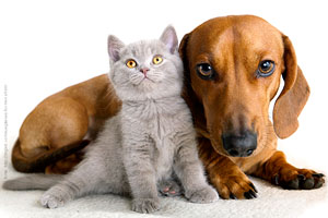 A passeggio con le pulci