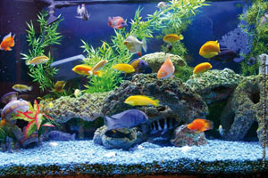 In vacanza con l'acquario