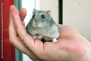 Il criceto parla russo