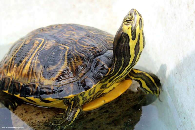 Quanto è timida questa tartaruga