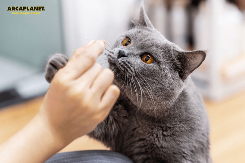 I migliori snack per gatti